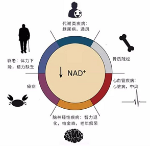 什么是NMN