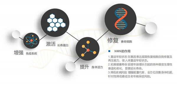 什么是NMN